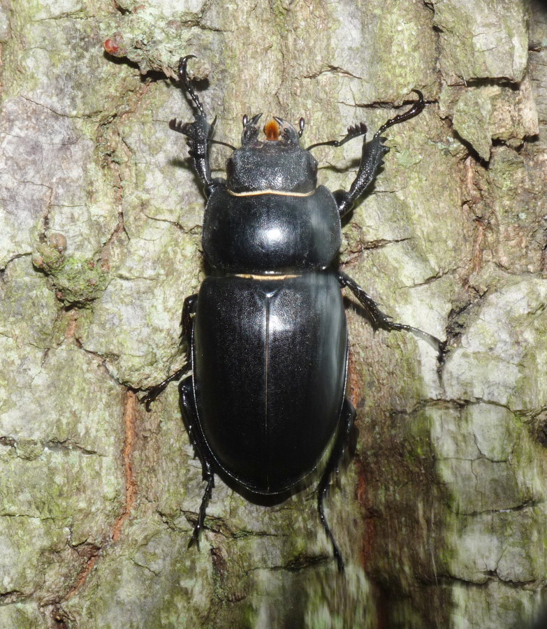 Lucanidae: femmina di Lucanus cervus